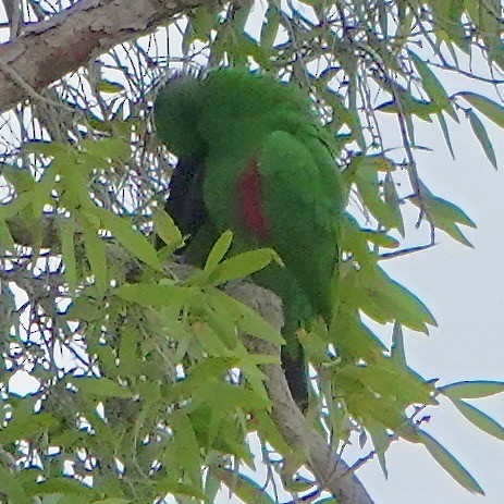 Papuan Eclectus - ML638214259