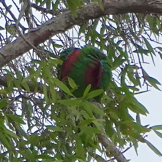 Papuan Eclectus - ML638214265