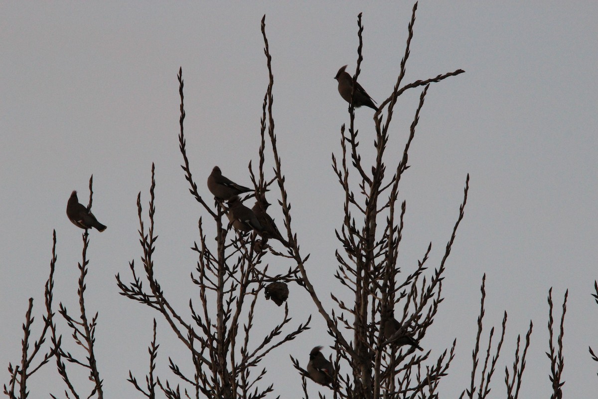 Bohemian Waxwing - ML638214289