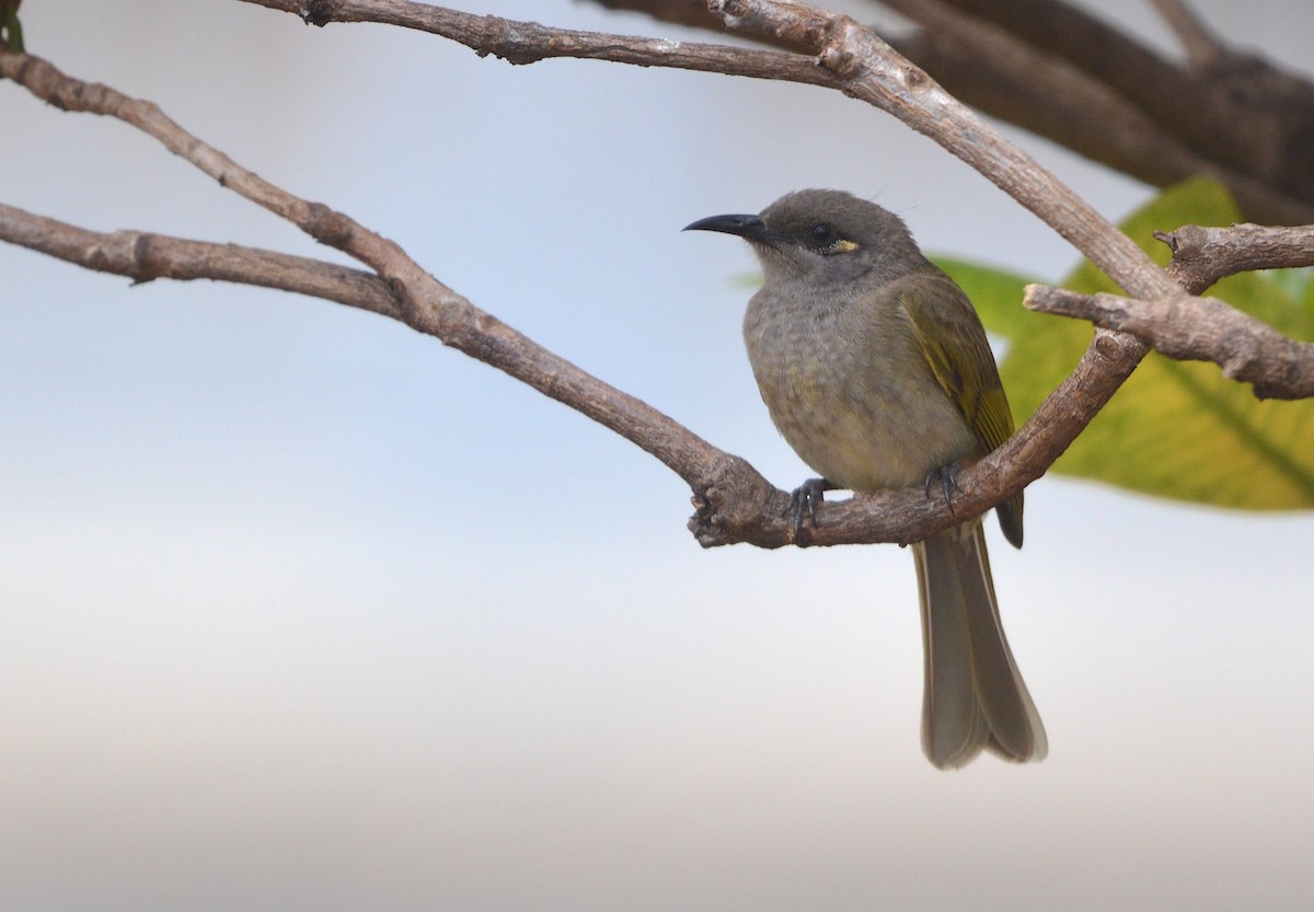 Brown Honeyeater - ML638214302