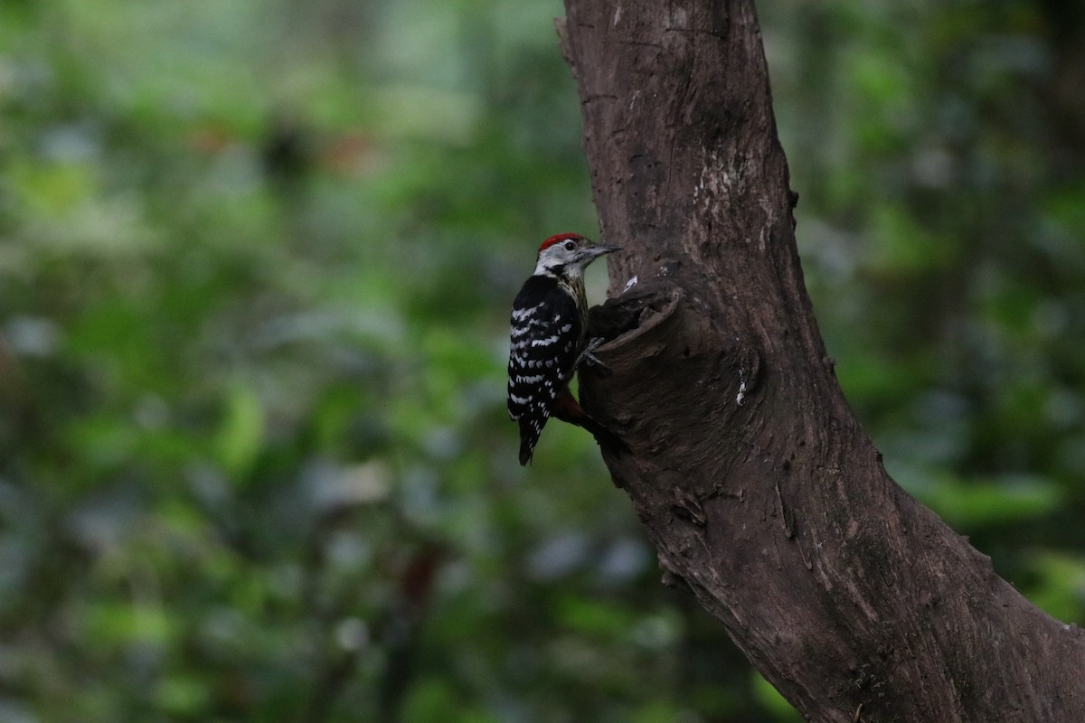 Stripe-breasted Woodpecker - ML638214307