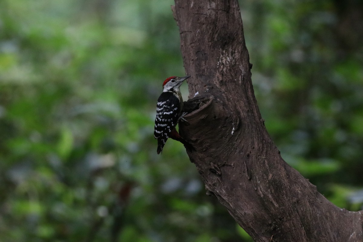 Stripe-breasted Woodpecker - ML638214308