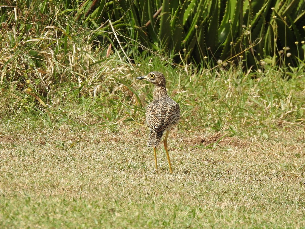 Spotted Thick-knee - ML638214311