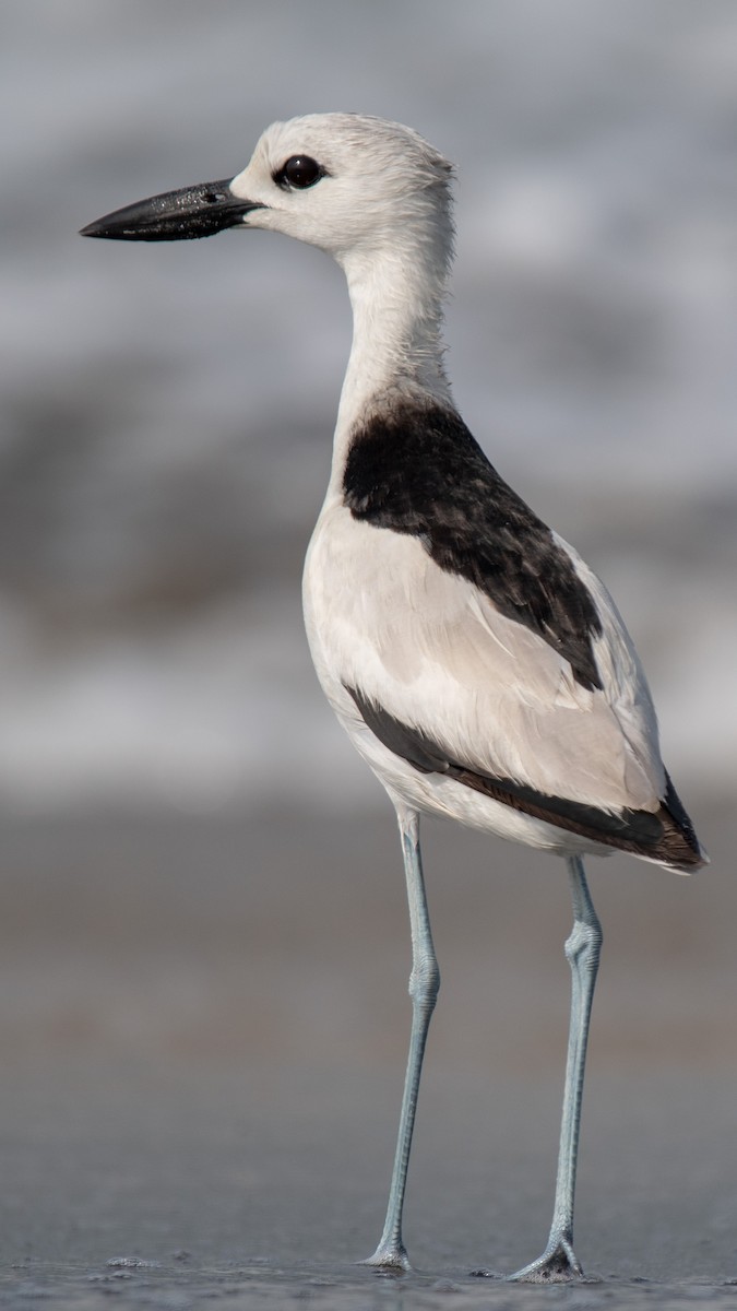 Crab-Plover - ML638214312