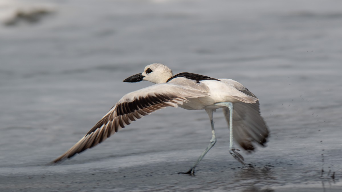 Crab-Plover - ML638214313