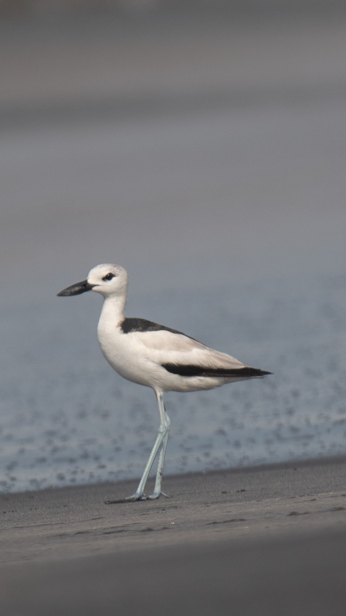 Crab-Plover - ML638214315