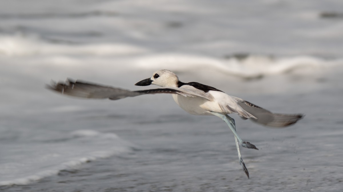Crab-Plover - ML638214316