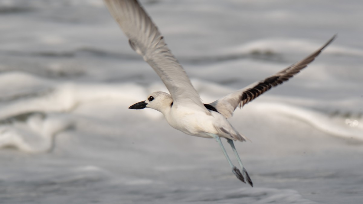 Crab-Plover - ML638214317