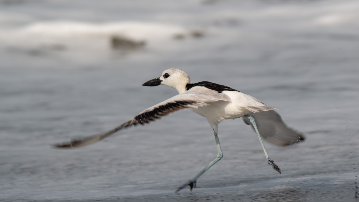 Crab-Plover - ML638214318