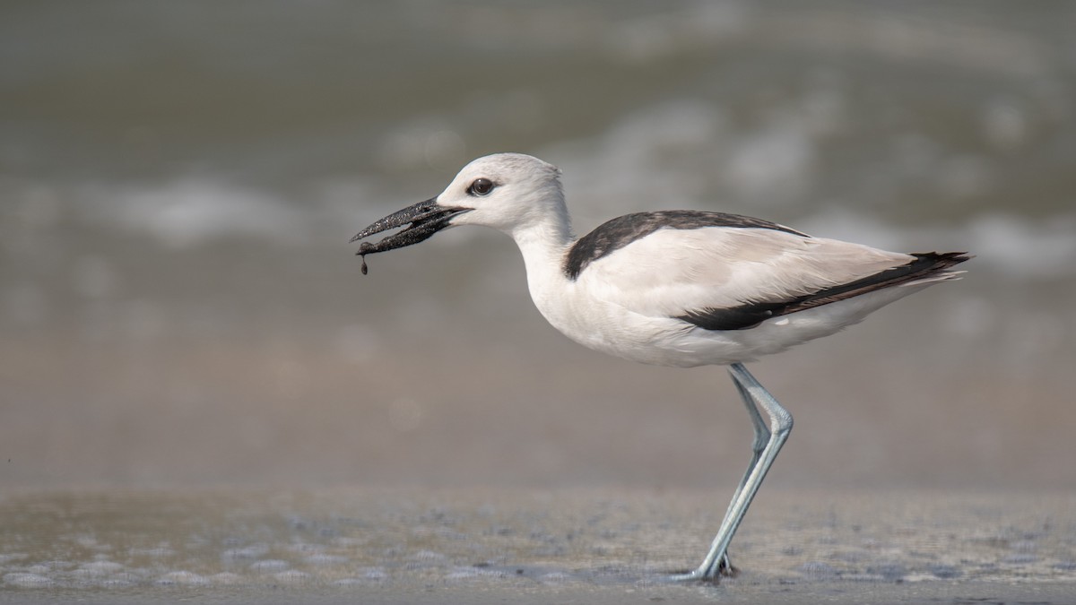 Crab-Plover - ML638214319