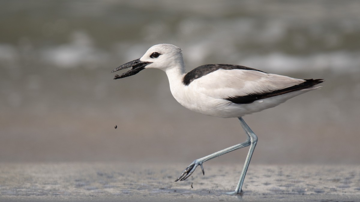 Crab-Plover - ML638214321
