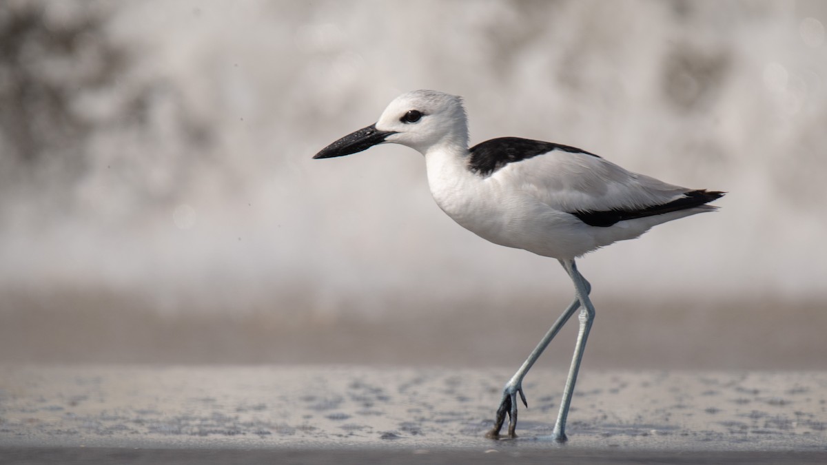 Crab-Plover - ML638214322