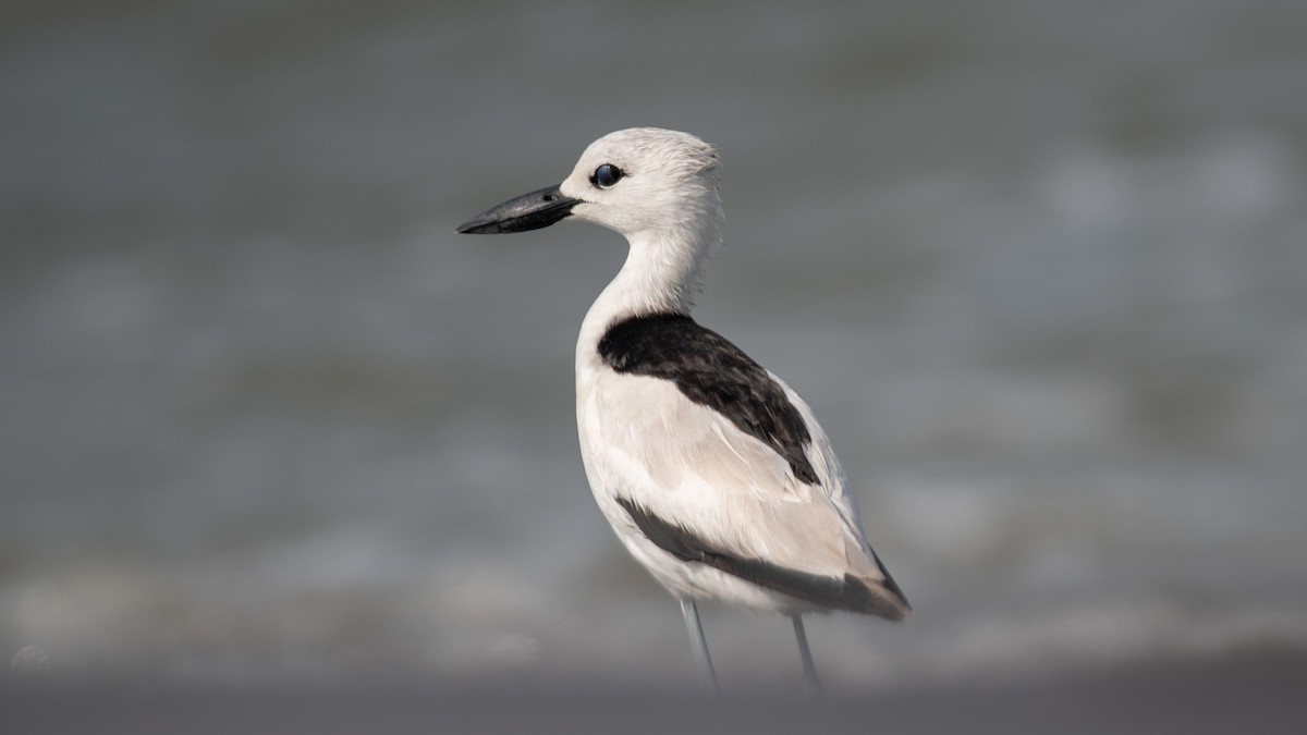 Crab-Plover - ML638214323