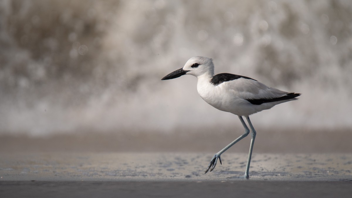 Crab-Plover - ML638214324