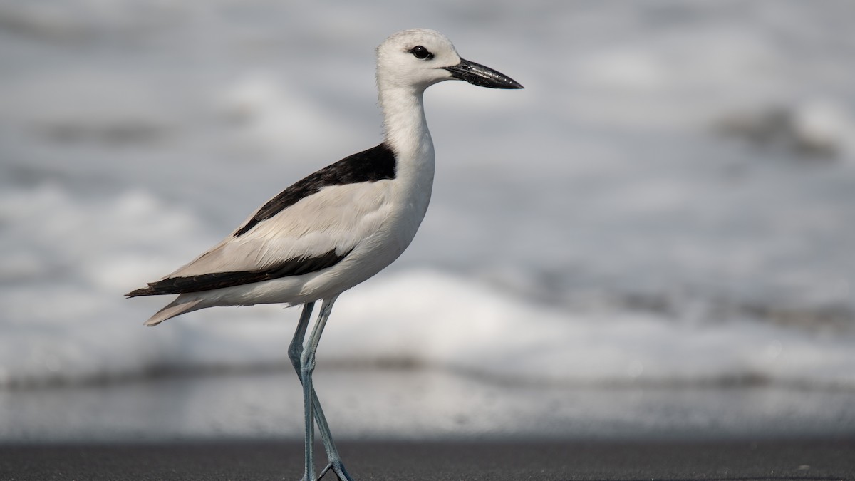 Crab-Plover - ML638214325