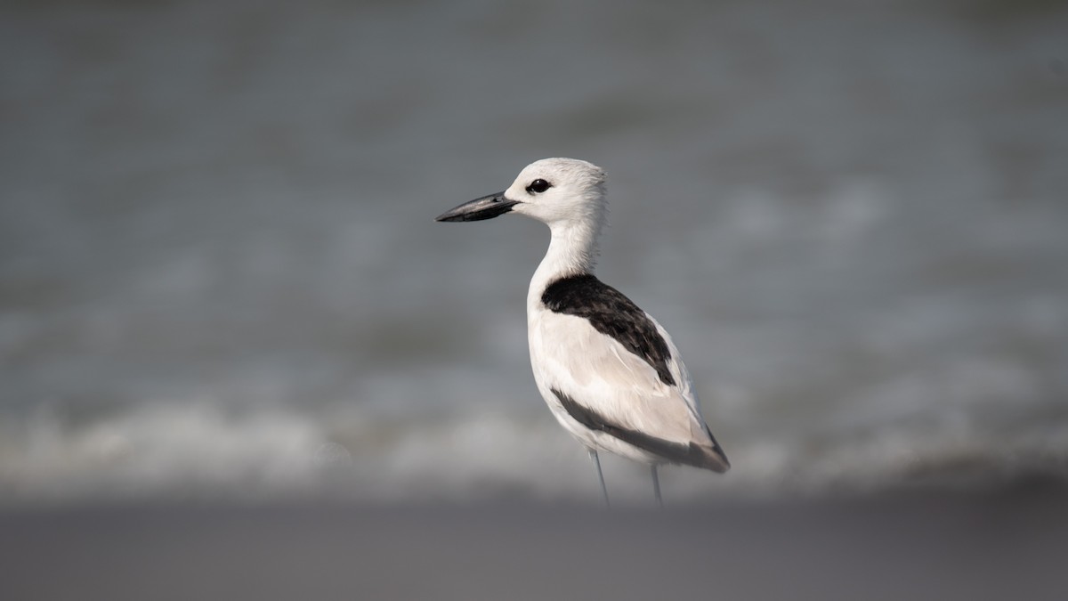 Crab-Plover - ML638214327