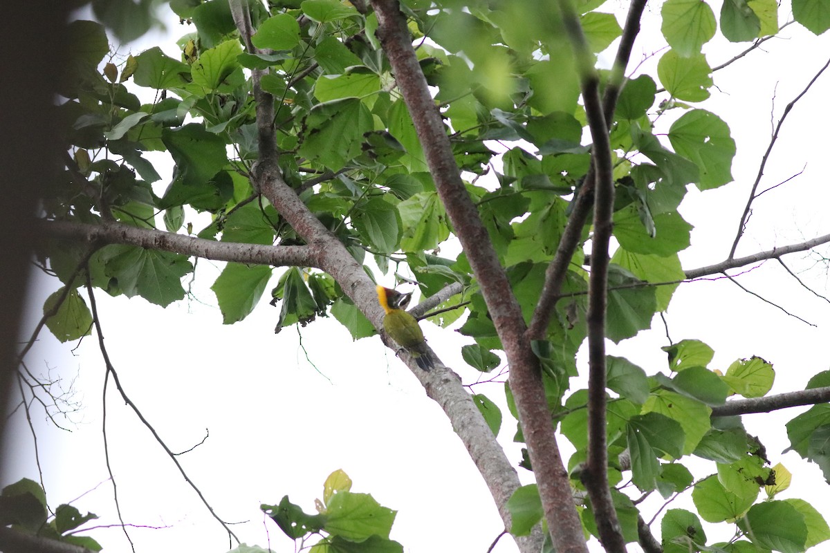 Lesser Yellownape (Himalayan) - ML638214329