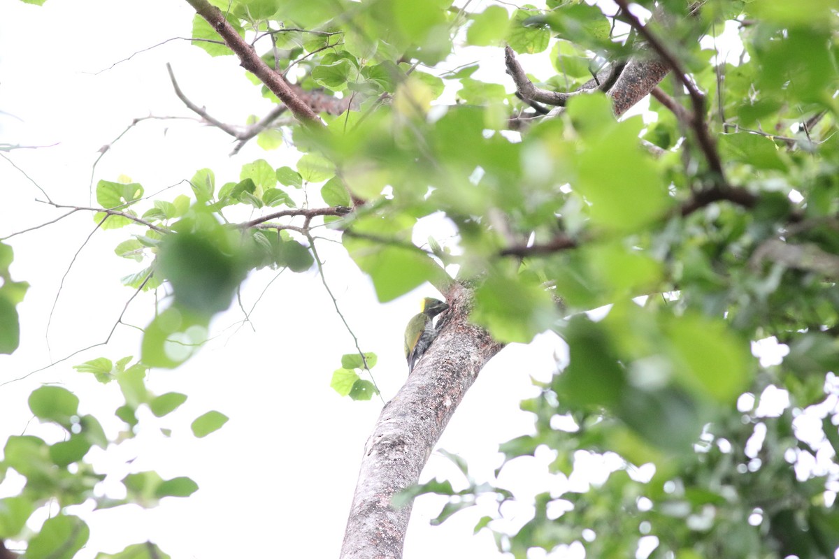 Lesser Yellownape (Himalayan) - ML638214330