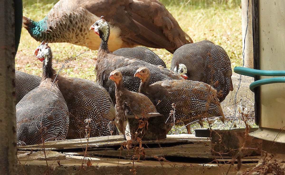 Helmeted Guineafowl (Domestic type) - ML638214336
