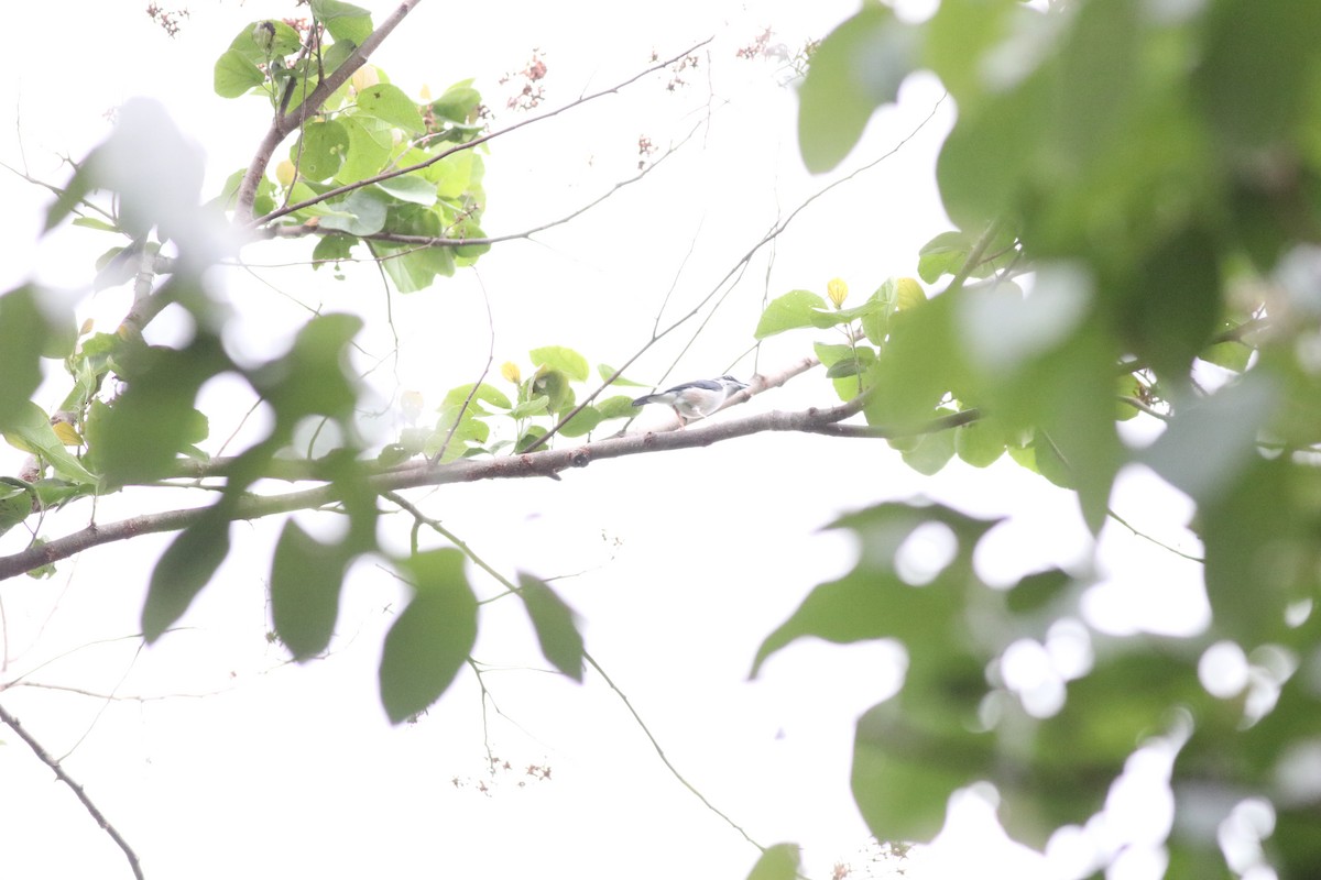 White-browed Shrike-Babbler (Gray-breasted) - ML638214345
