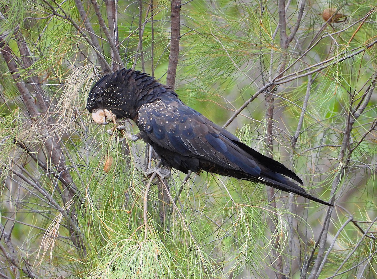 Red-tailed Black-Cockatoo - ML638214348