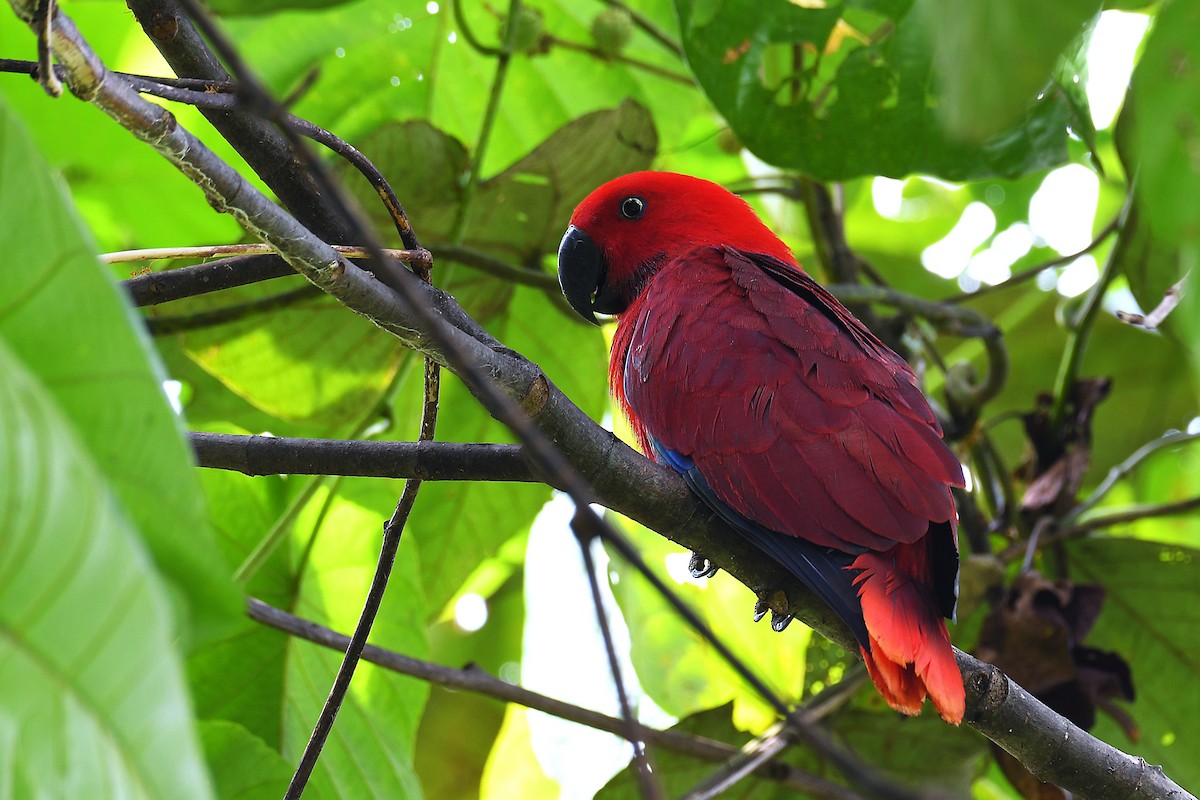 Papuan Eclectus - ML638214352