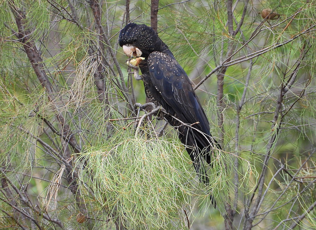 Red-tailed Black-Cockatoo - ML638214354