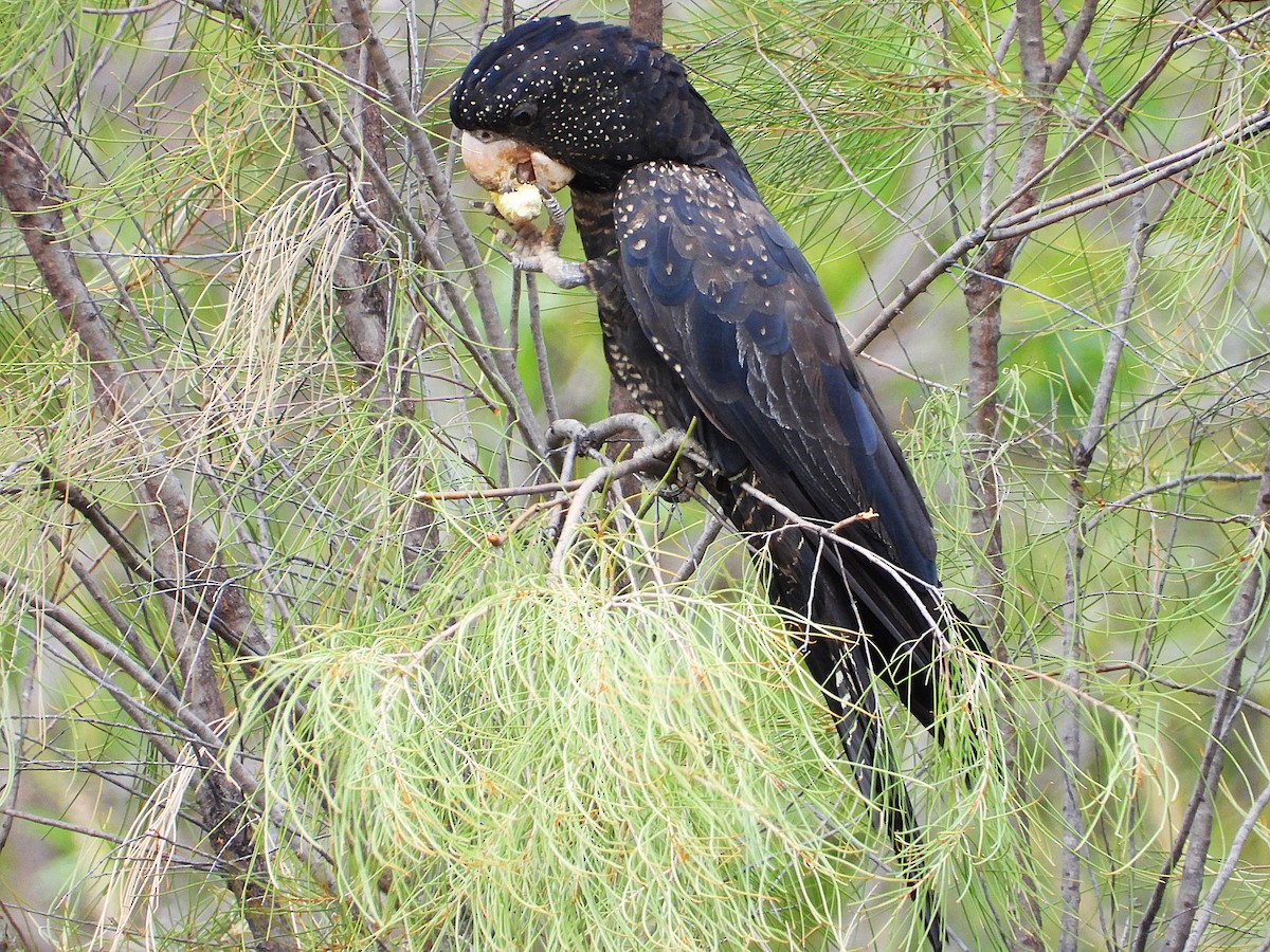 Red-tailed Black-Cockatoo - ML638214355