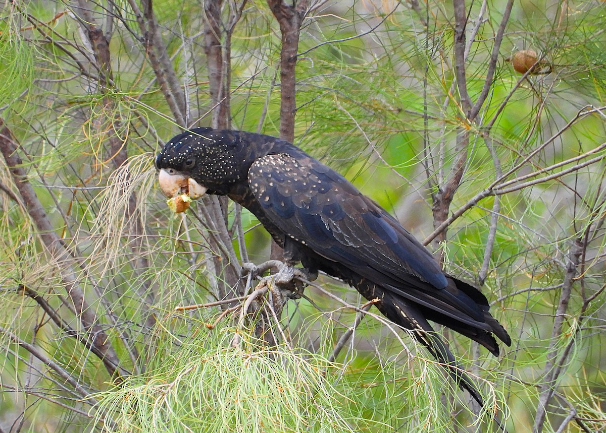 Red-tailed Black-Cockatoo - ML638214357