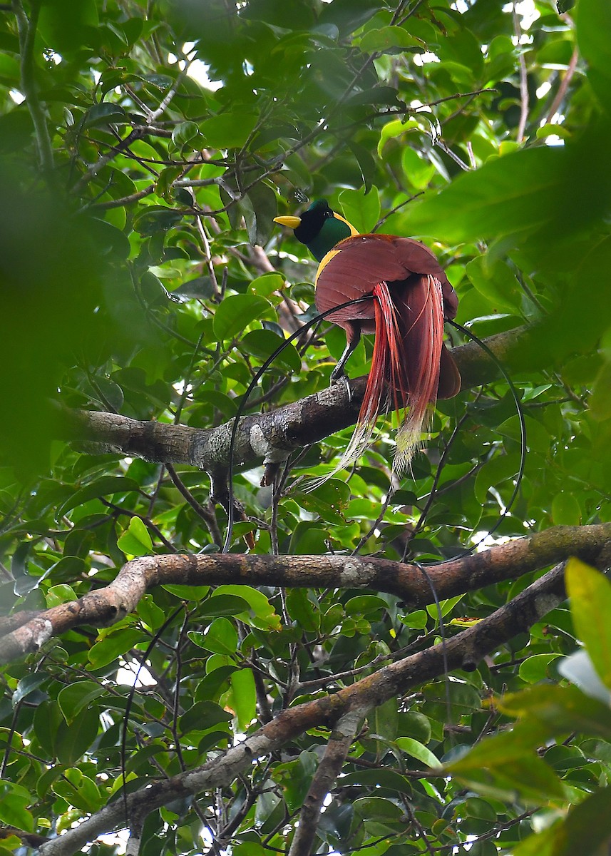 Red Bird-of-Paradise - ML638214358