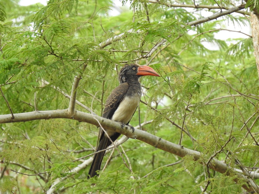 Crowned Hornbill - ML638214363