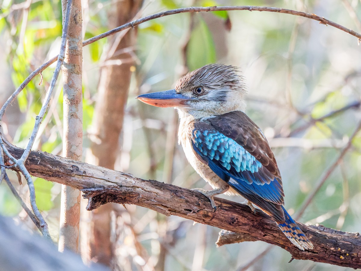 Blue-winged Kookaburra - ML638214380