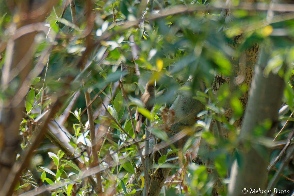 Eastern Olivaceous Warbler - ML638214390