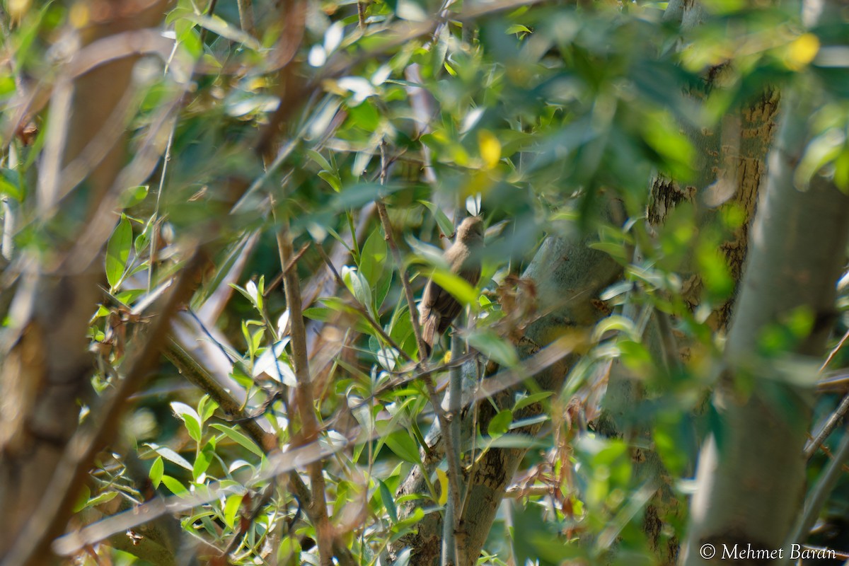 Eastern Olivaceous Warbler - ML638214391