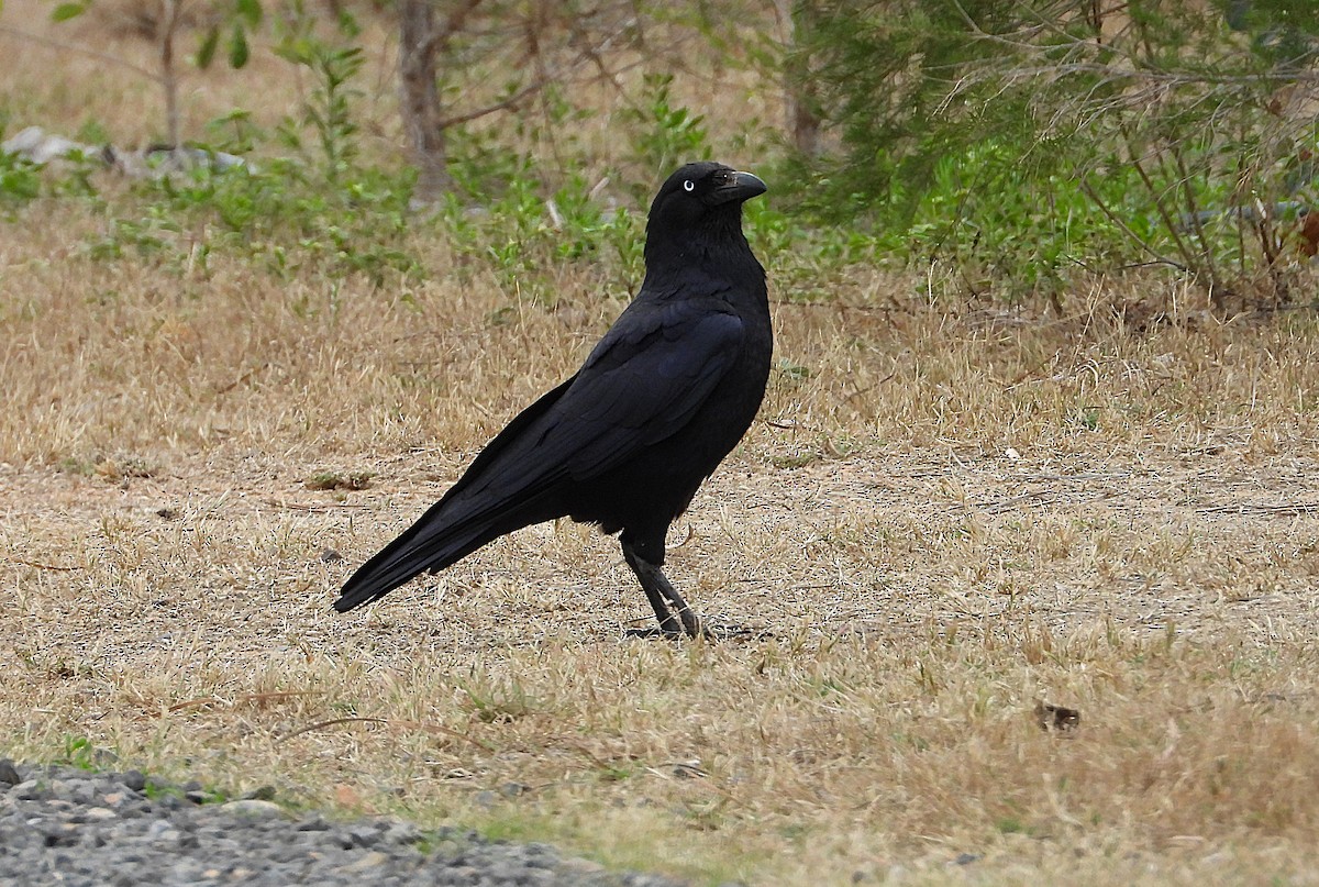 Torresian Crow - ML638214395