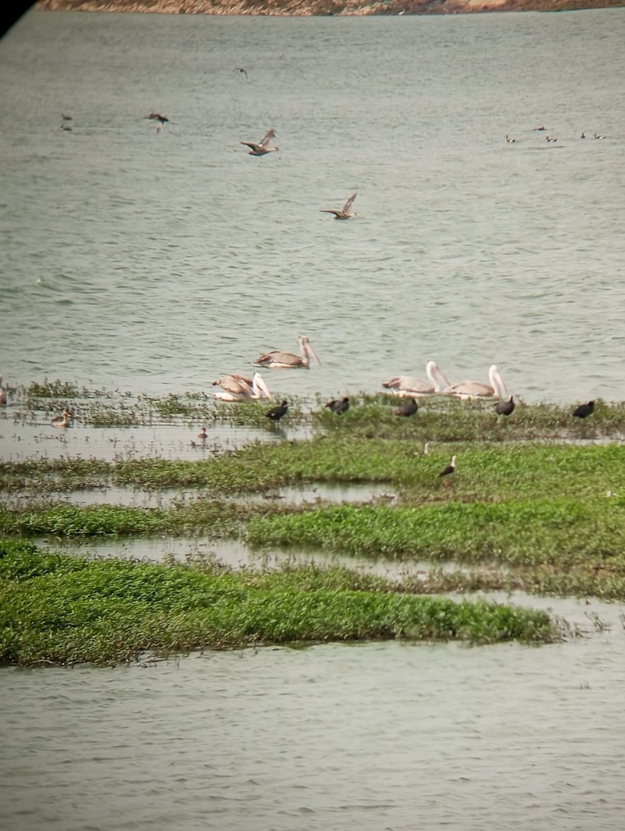 Spot-billed Pelican - ML638214396
