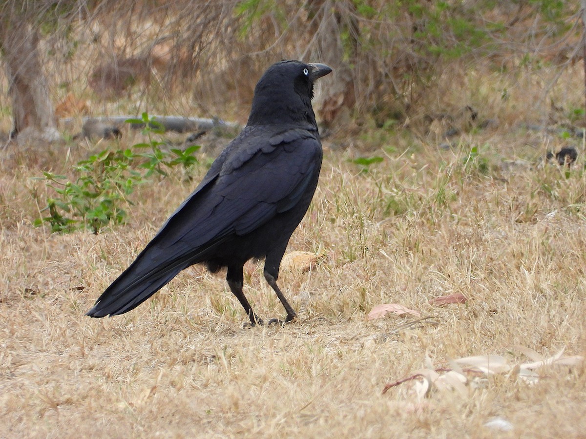 Torresian Crow - ML638214397