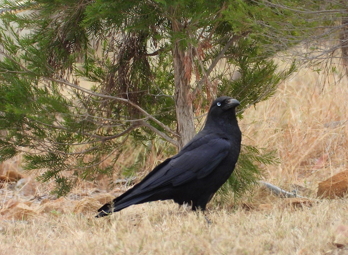 Torresian Crow - ML638214399