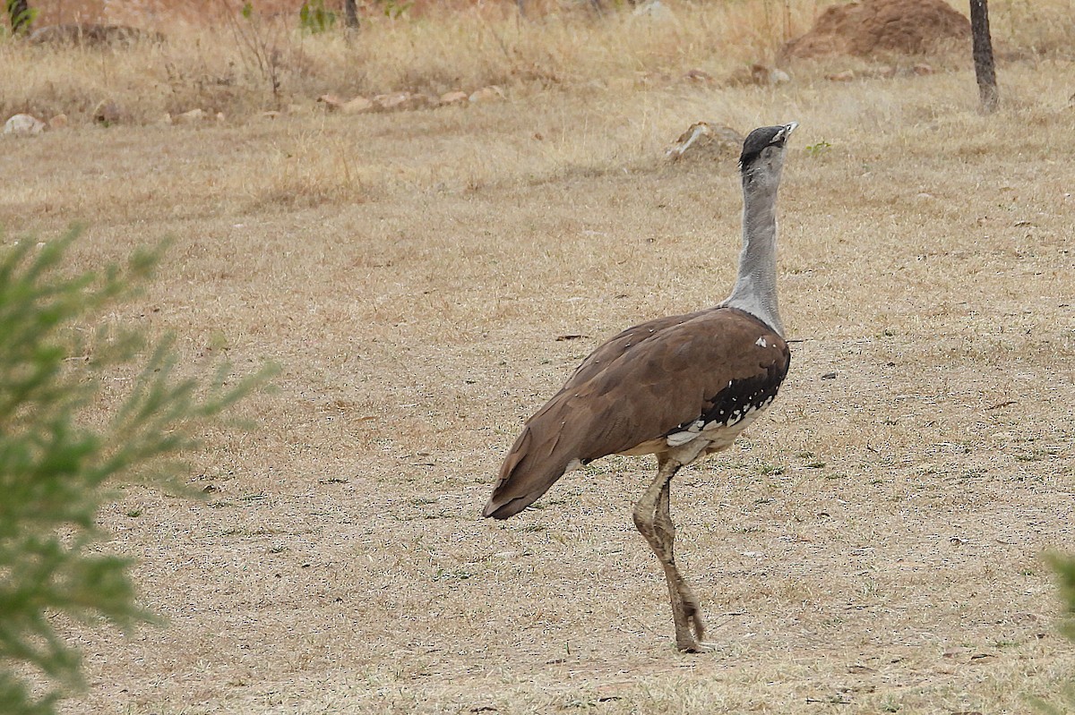 Australian Bustard - ML638214415