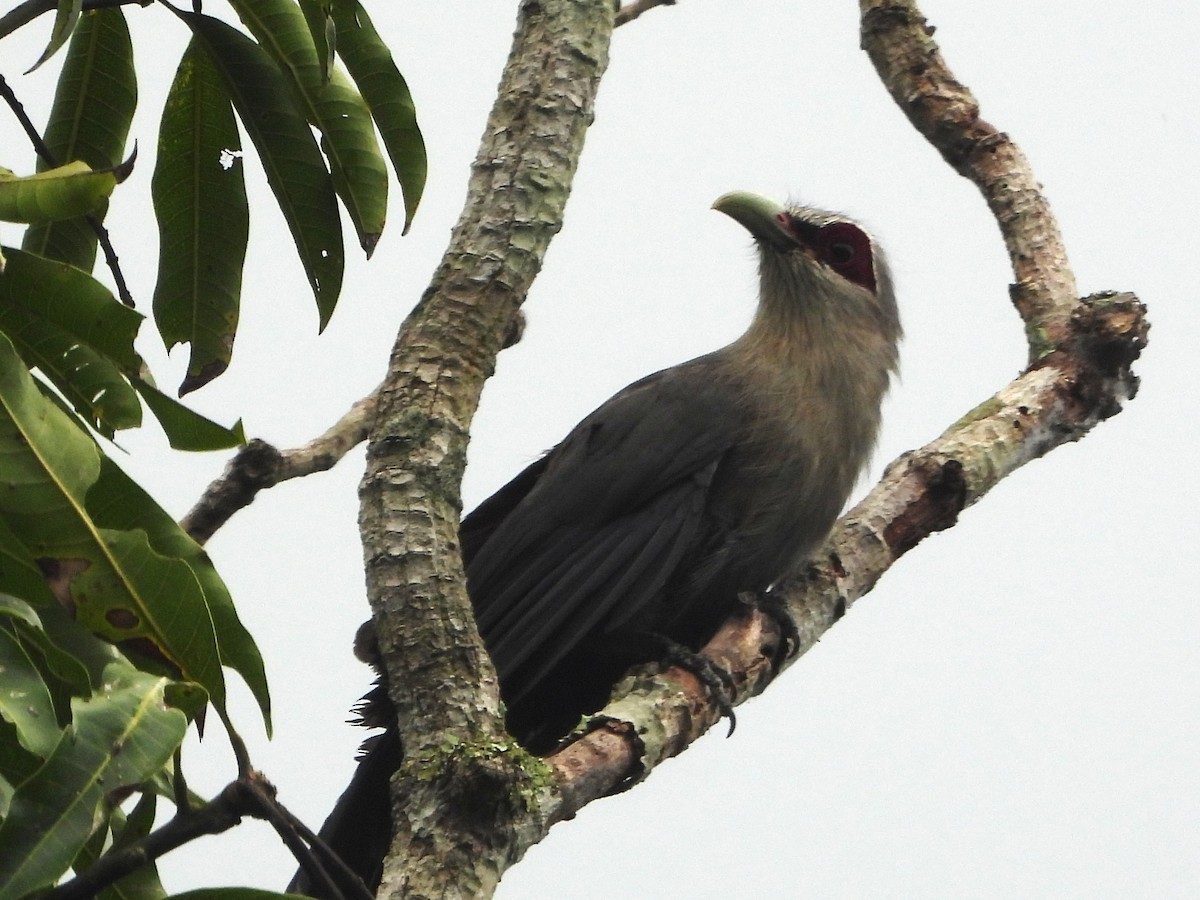 Green-billed Malkoha - ML638214416