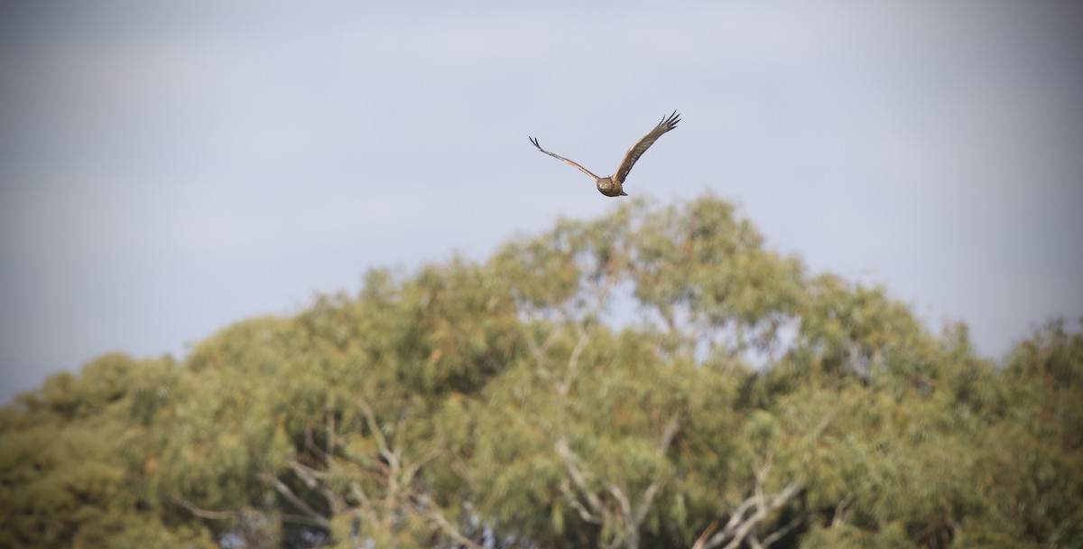 Swamp Harrier - ML638214423