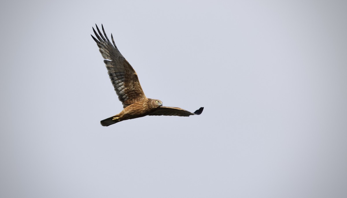 Swamp Harrier - ML638214424