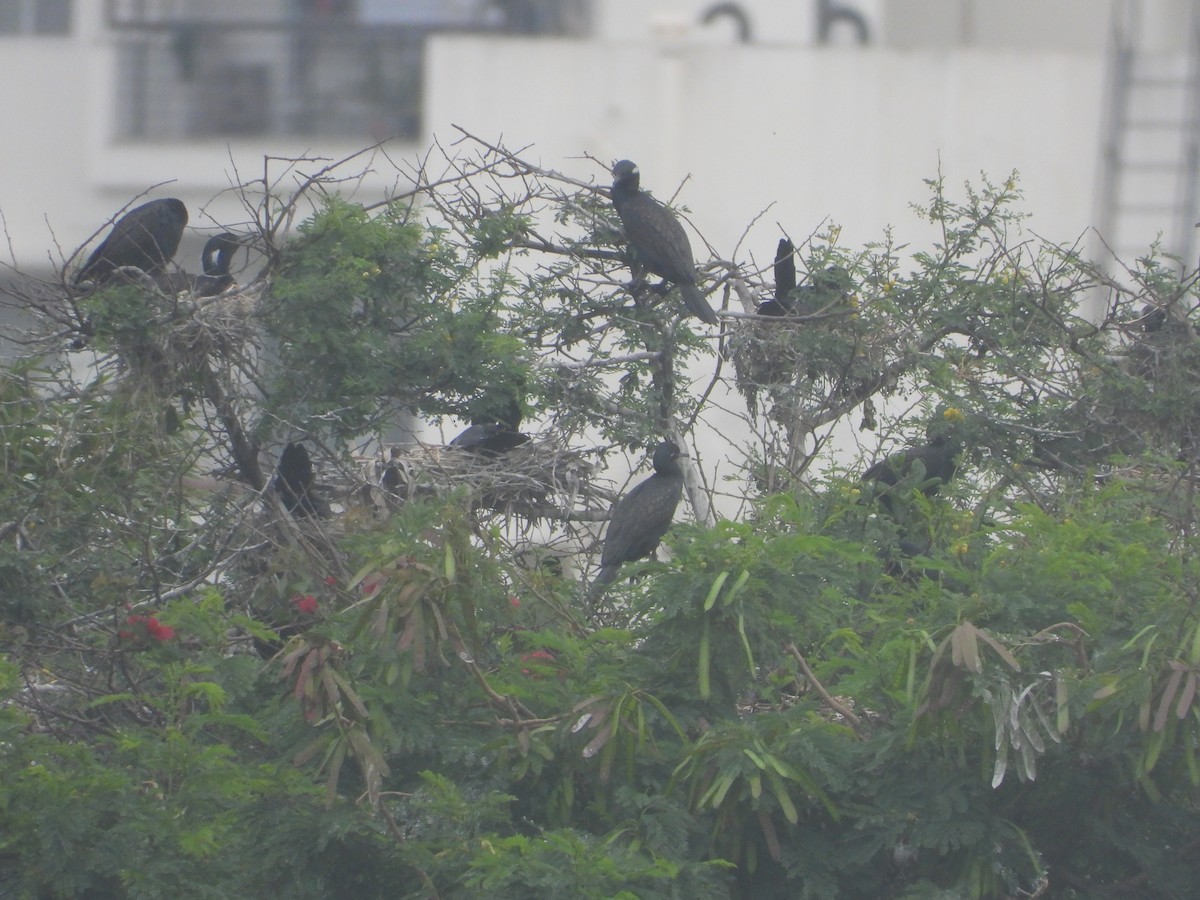 Indian Cormorant - ML638214428