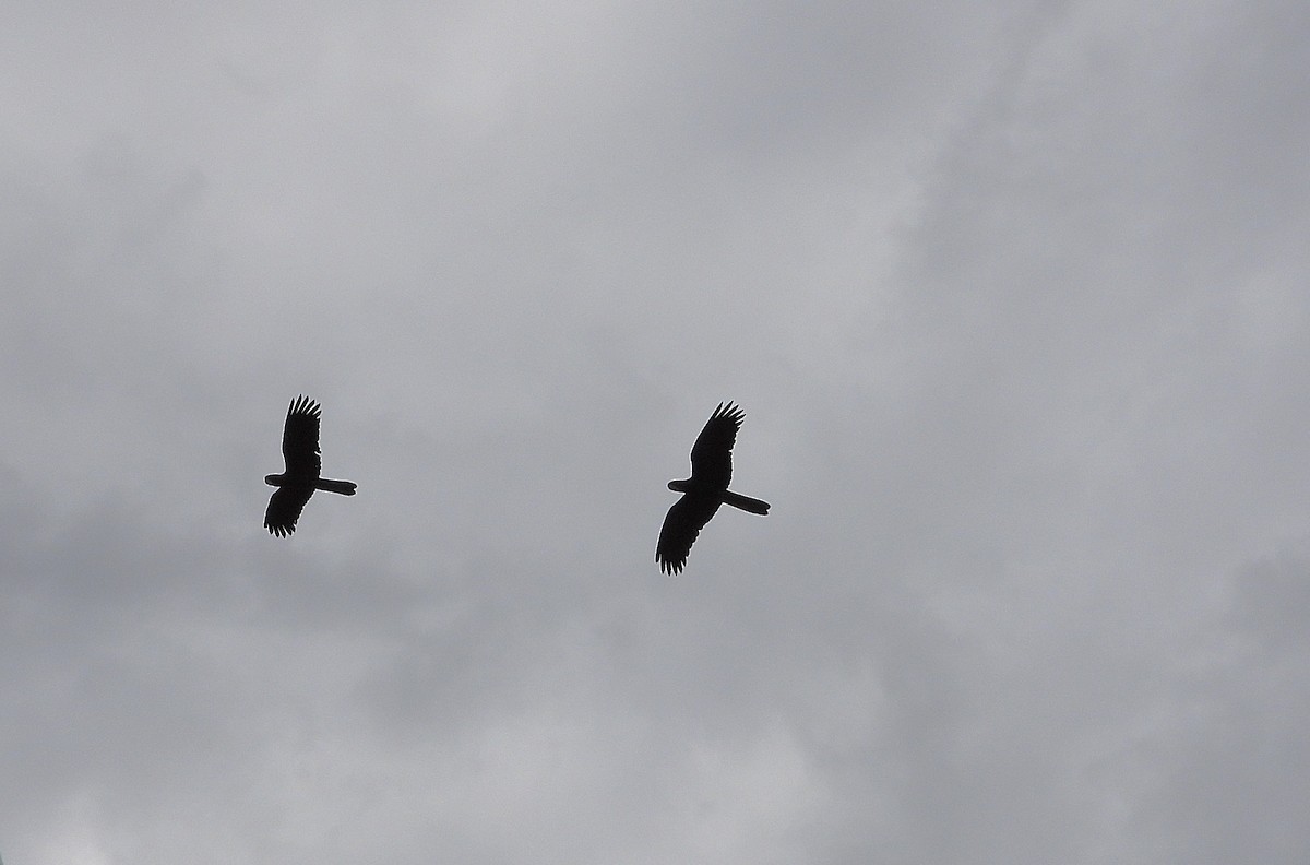 Red-tailed Black-Cockatoo - ML638214436