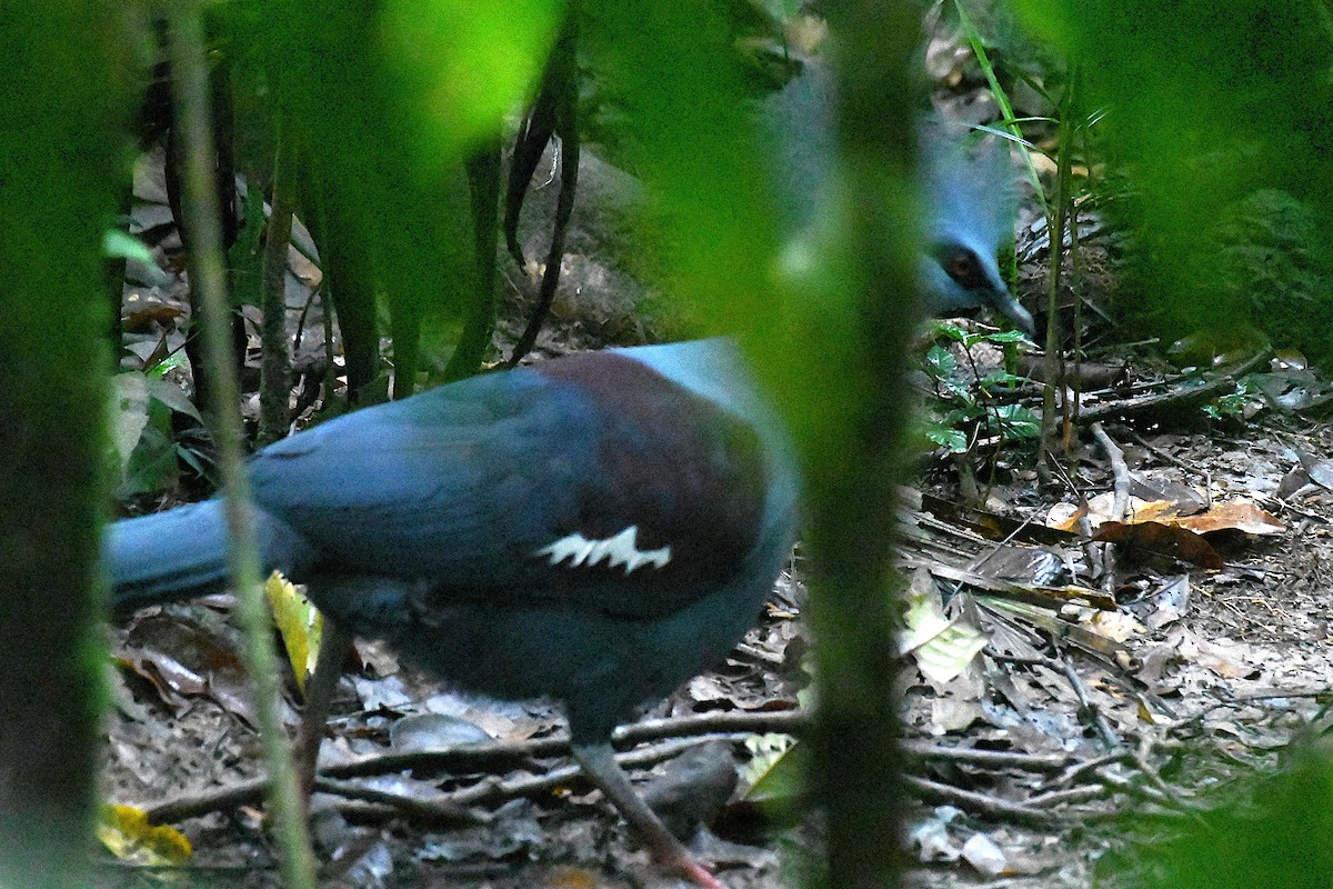 カンムリバト - ML638214455