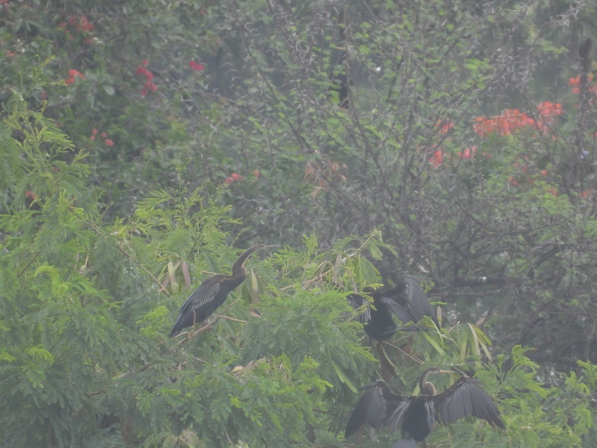 Oriental Darter - ML638214463