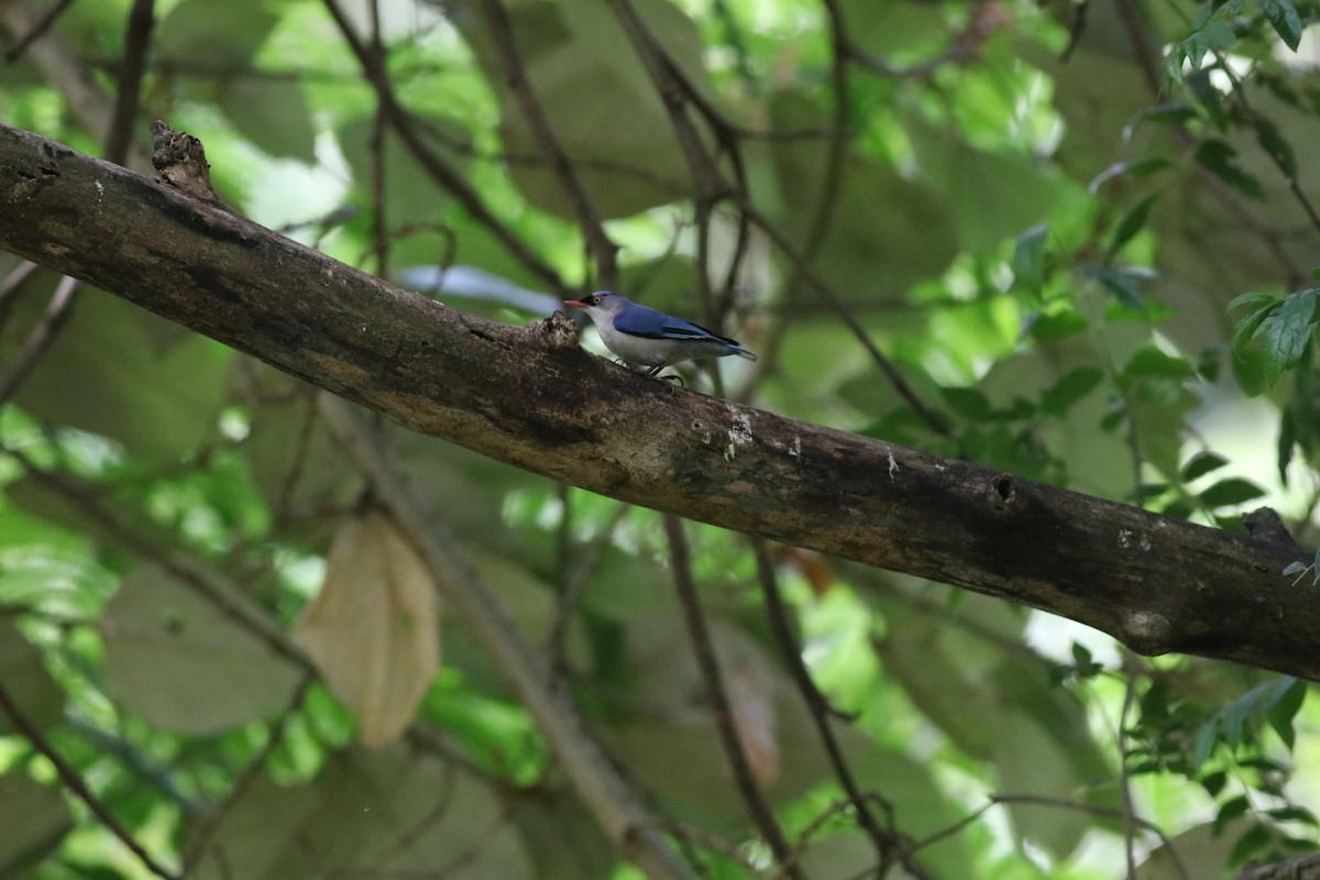 Velvet-fronted Nuthatch - ML638214466