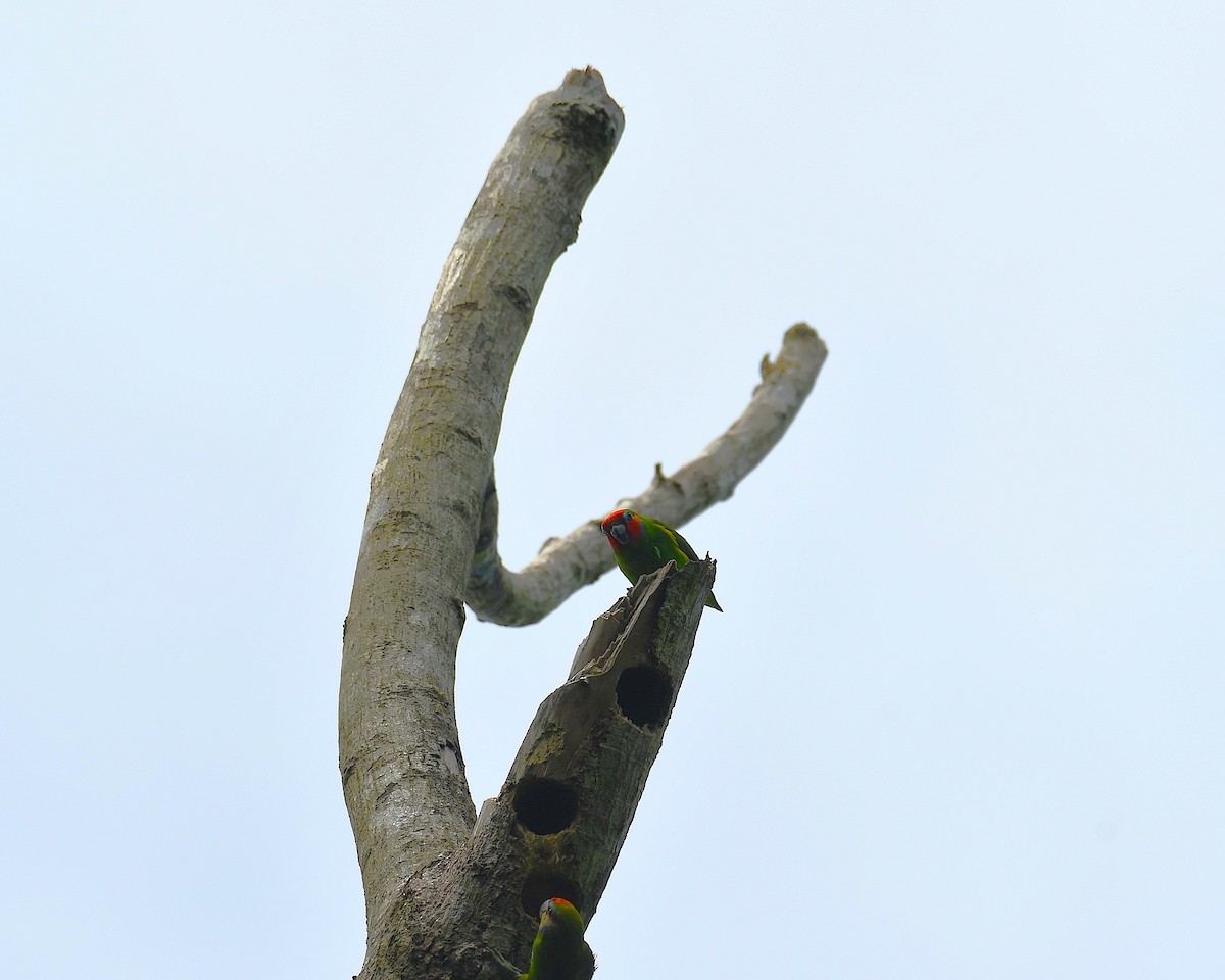 Double-eyed Fig-Parrot - ML638214468