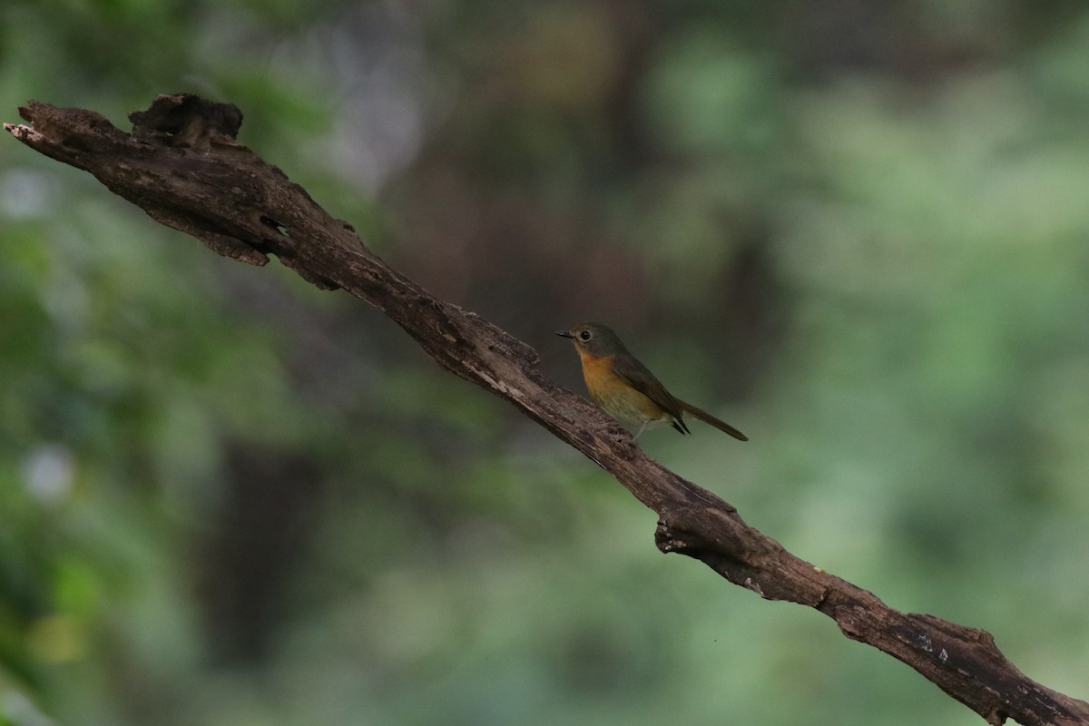 Hill Blue Flycatcher - ML638214484