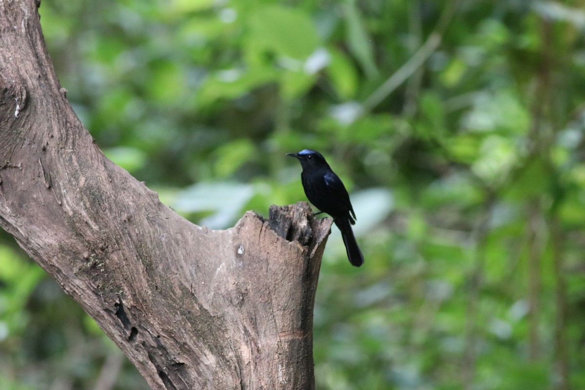 White-tailed Robin (White-tailed) - ML638214488
